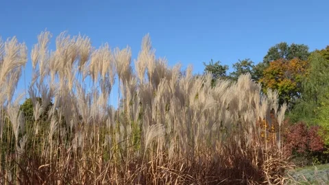 White pampas grass swing on wind in sky background. Stock-Footage 236990433