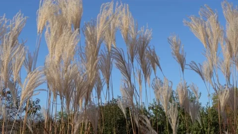 White pampas grass swing on wind in sky background. 스톡 동영상 236990437