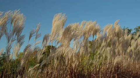 White pampas grass swing on wind in sky background. 스톡 동영상 236990453