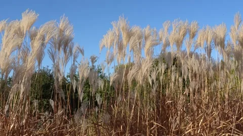 White pampas grass swing on wind in sky background. 스톡 동영상 236990482