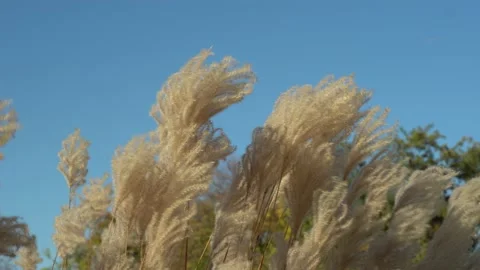 White pampas grass swing on wind in sky background. 스톡 동영상 236990516