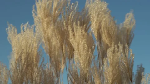 White pampas grass swing on wind in sky background. 스톡 동영상 236990587