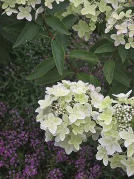White panicle hydrangea bloom with green leaves Stock Photos