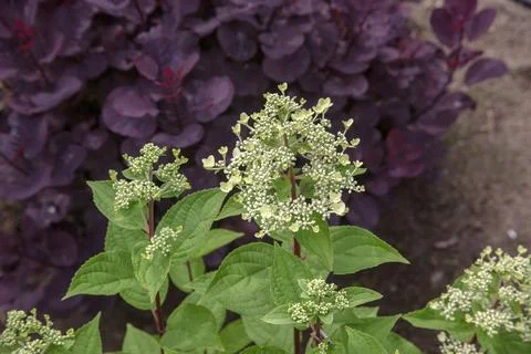 White Panicle Hydrangea Bloom With Green Leaf And Purple Foliage Stock Photos
