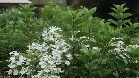 White Panicle Hydrangea Blooming in Lush Summer Garden Vídeo Stock 345291612