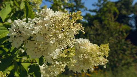 White Panicle Hydrangea Blossoms in Summer Garden Stock Photos