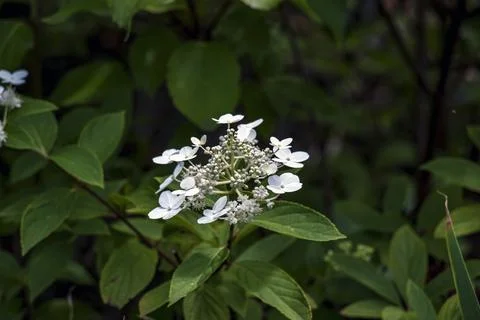 White Panicle Hydrangea Flower Against Dark Green Background Stock Photos