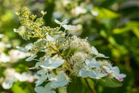White Panicle Hydrangea Flowers Beginning to Bloom in Summer Garden Stock Photos
