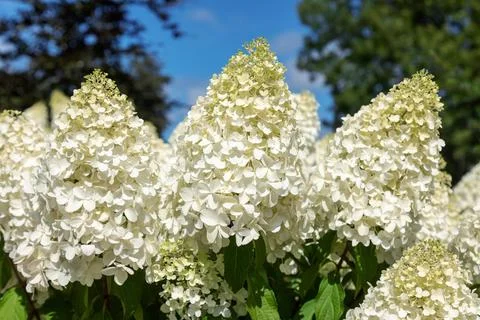 White Panicle Hydrangea Flowers in Full Bloom Stock Photos