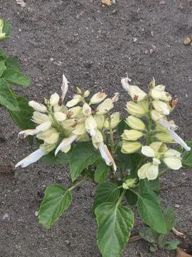 White panicled hydrangea blooming in garden Stock Photos