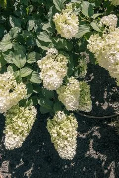 White panicled hydrangea flowers blooming on green bush in garden Stock Photos