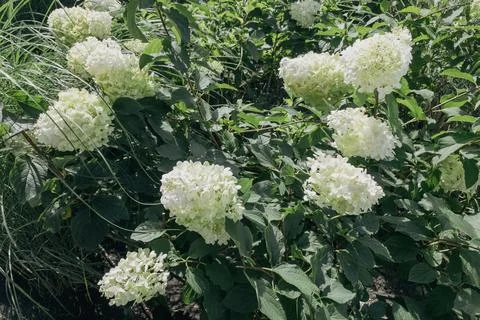 White panicled hydrangea flowers blooming on green bush in garden Stock Photos