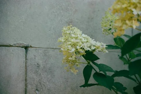 White panicled hydrangea flowers growing near a grey stone wall background. Stock Photos
