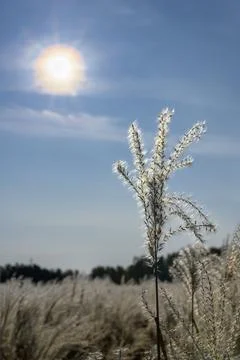 White panicles of miscanthus on the background of the sky with a bright sun Stock Photos