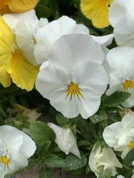 White Pansy Stock Photos