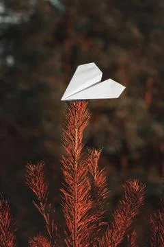 White paper airplane hovering on a pine branch among trees Stock Photos