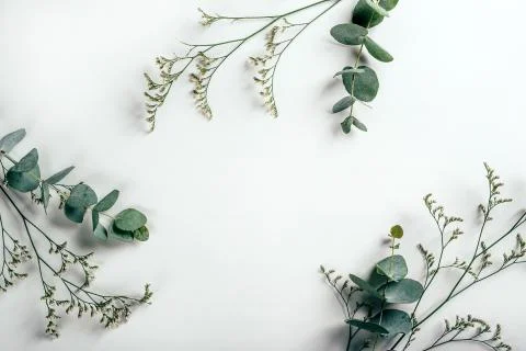 White paper background with eucalyptus and grass herbs on it Stock Photos