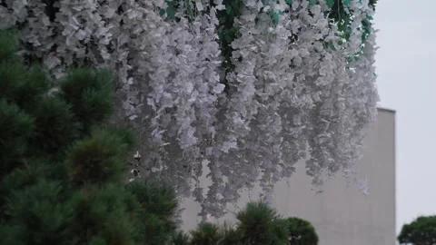 White paper flowers develop in the wind. Stock Footage 293224719