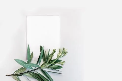 White paper on a light background and green branches. Summer concept. Flat lay Stock Photos