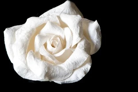 White Paper Rose on Black background Foto stock
