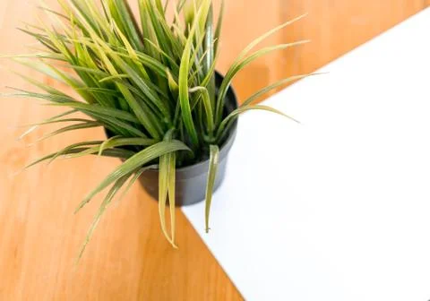 White paper with tree on table Stock Photos