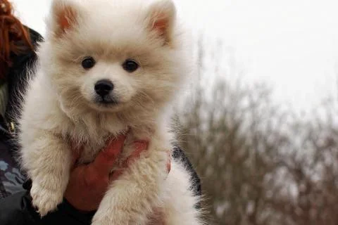 White pappy looking Stock Photos