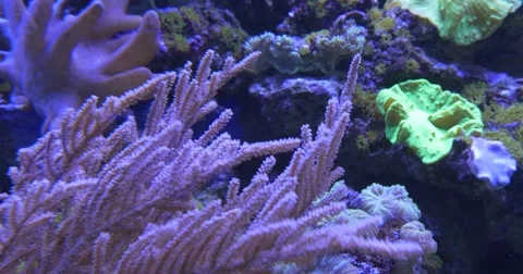 White Paramuricea, Bright Yellow Corals, Fishes in Aquarium Stock Footage 52300408