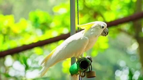 White parrot 10 bit 4k 60fps Stock Footage 269541124