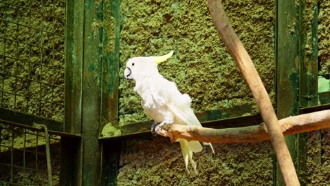 White parrot 10 bit 4k 60fps Stock Footage 269541754