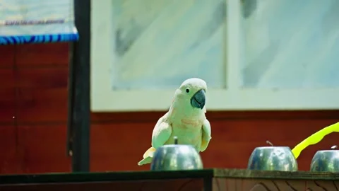 White parrot 10 bit 4k 60fps Stock Footage 269558246