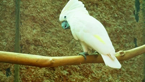 White parrot 10 bit 4k 60fps Stock Footage 269558470