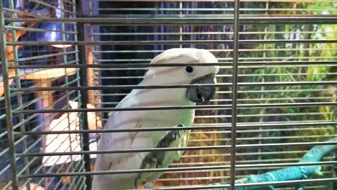 White parrot is biting cage, close up. 스톡 동영상 125108242