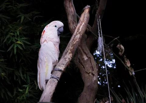 White Parrot on Branch Stock Photos