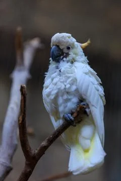 White parrot on a branch Stock Photos