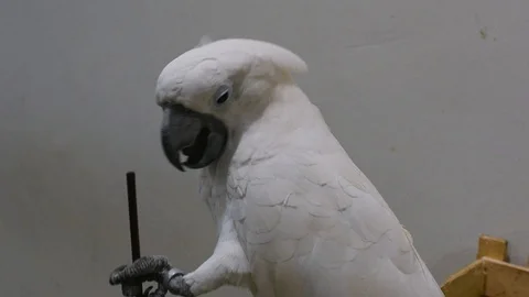 White Parrot in a Cafe Video stock 101929862