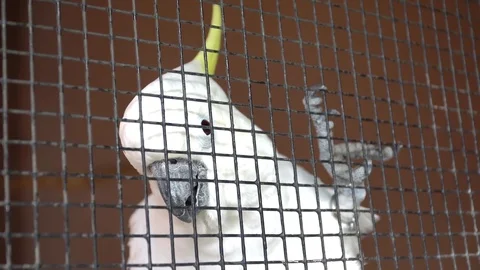 A white parrot in the cage Video stock 80055066