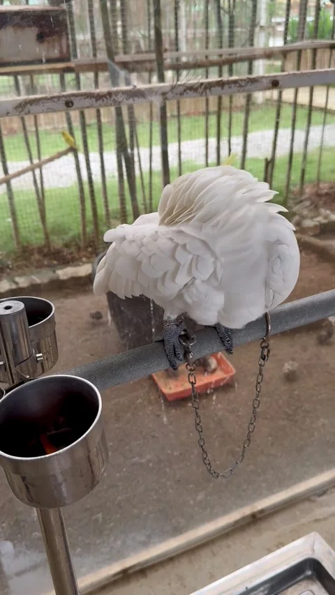 White parrot in the cage at zoo Stock Footage 276515832
