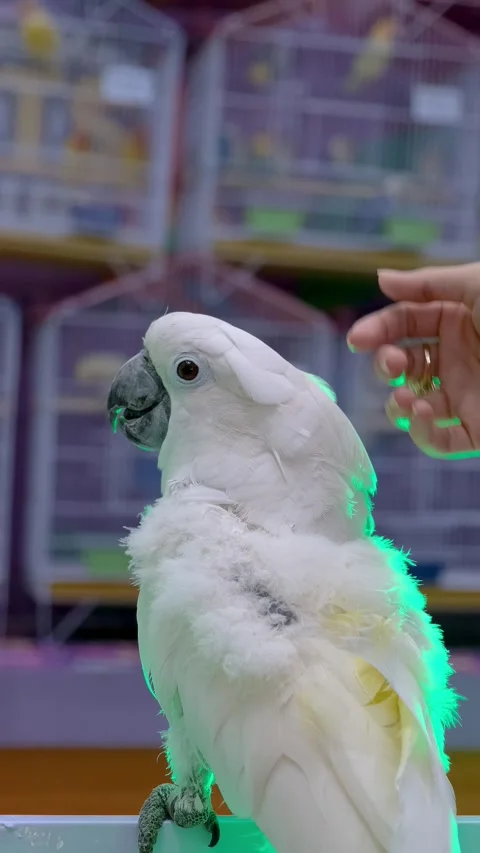 White parrot calmness, vertical video of a white parrot with owner. Stock Footage 343783540