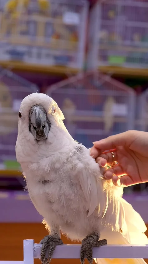 White parrot calmness, vertical video of a white parrot with owner. Stock Footage 343783705