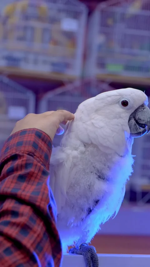 White parrot calmness, vertical video of a white parrot with owner. Stock Footage 343783935