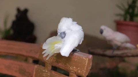 White Parrot Cleans Its Feathers Stock Footage 71888268