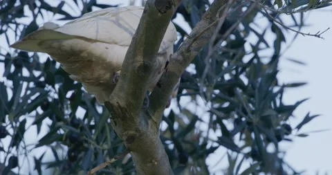 White Parrot Clinging On Branches, Track Shot Video stock 333558226