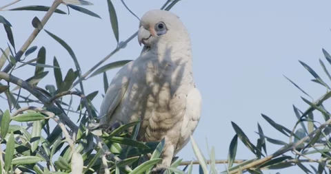White Parrot Close Up, 8k Video stock 333557436