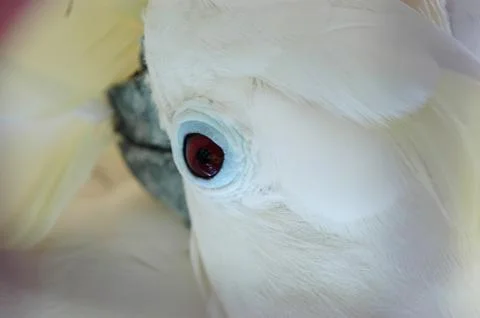 The white parrot with a crest on the head Stock Photos