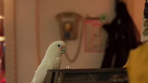 White parrot eating and drinking snack indoors near metal cage Stock-Footage 314879347