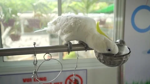 White Parrot eating Video stock 243404653