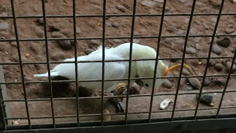 White parrot eating peanuts in the cage Stock Footage 211650413
