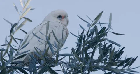 White Parrot Fly Away, Close Up, 8K Video stock 333554805
