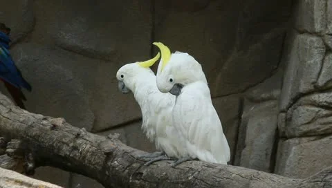 White parrot Stock Footage 10841902