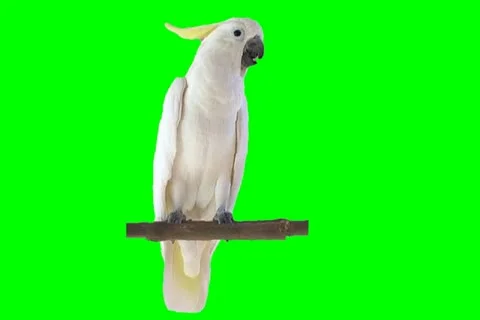 White Parrot Video stock 18419095